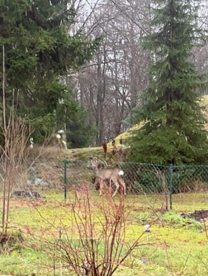 Backahusets B&B Höör Eksteriør bilde